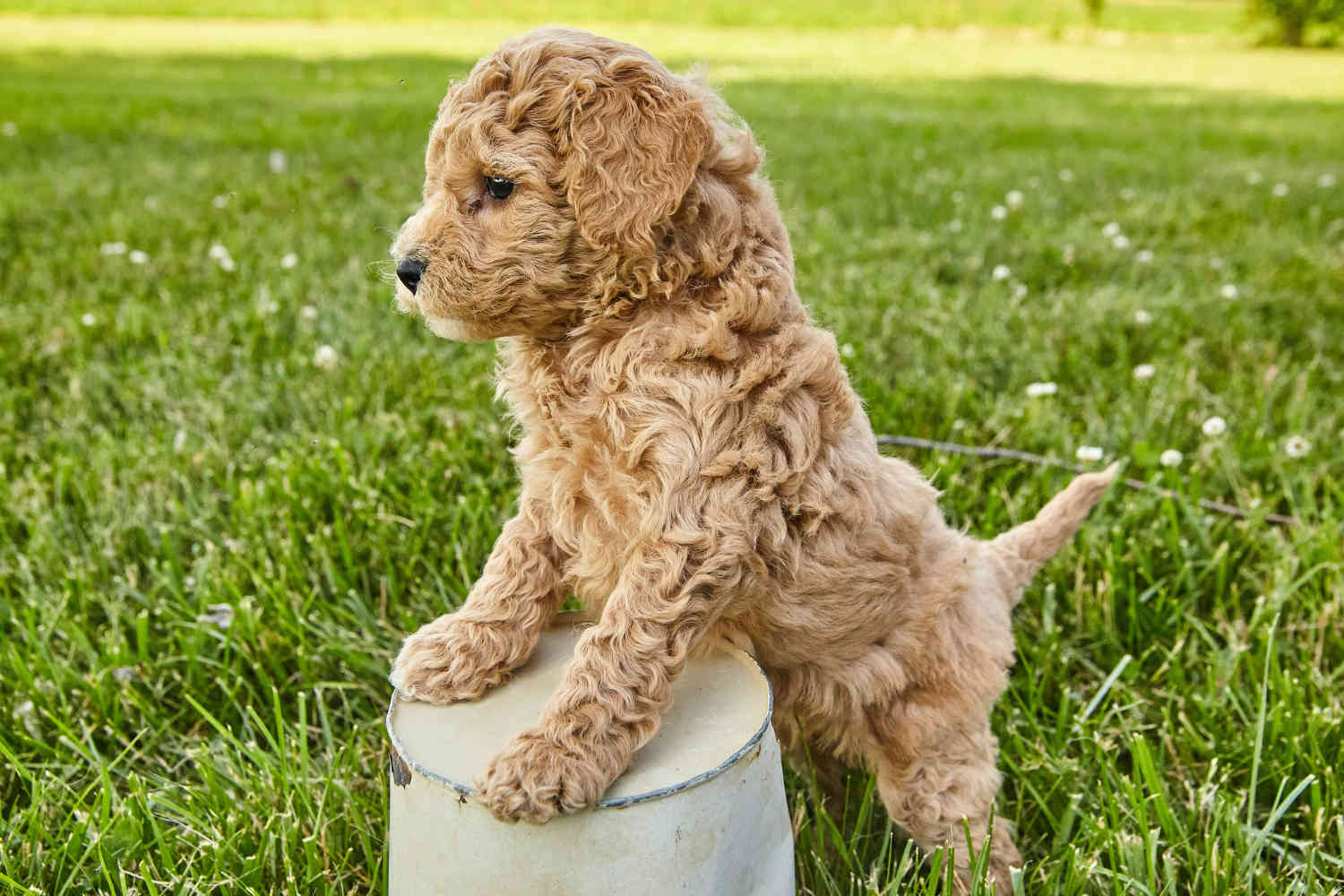 Goldendoodles as Office Companions: A Guide to Pet-Friendly Workspaces